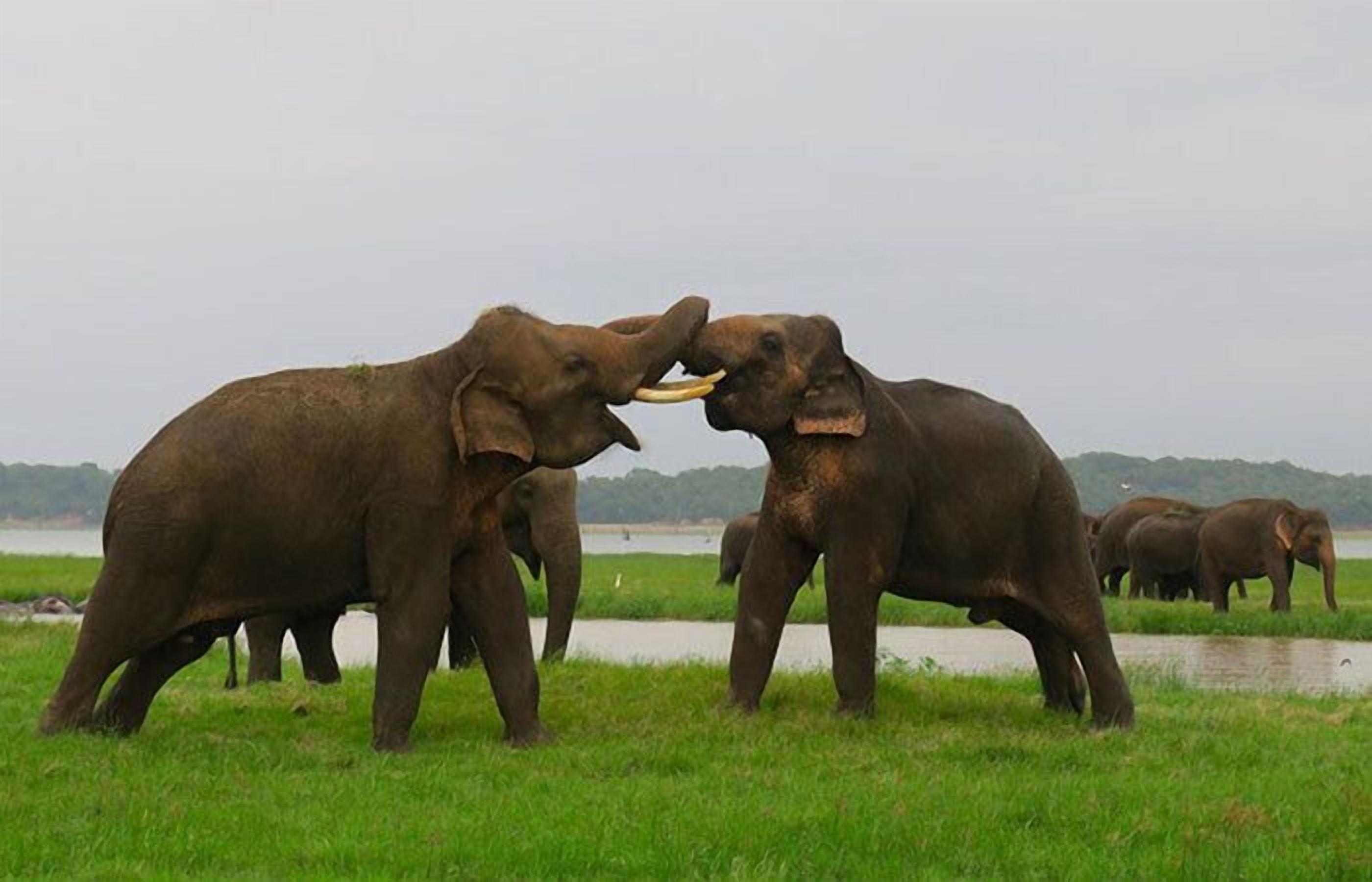 A group of elephants in a grassy area with a body of water and hills in the background.