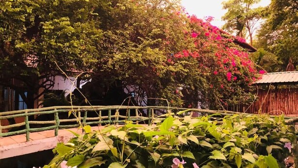 A bridge over a body of water with lush greenery and flowering plants. - Hungry Lion Sigiriya (Sigiriya)