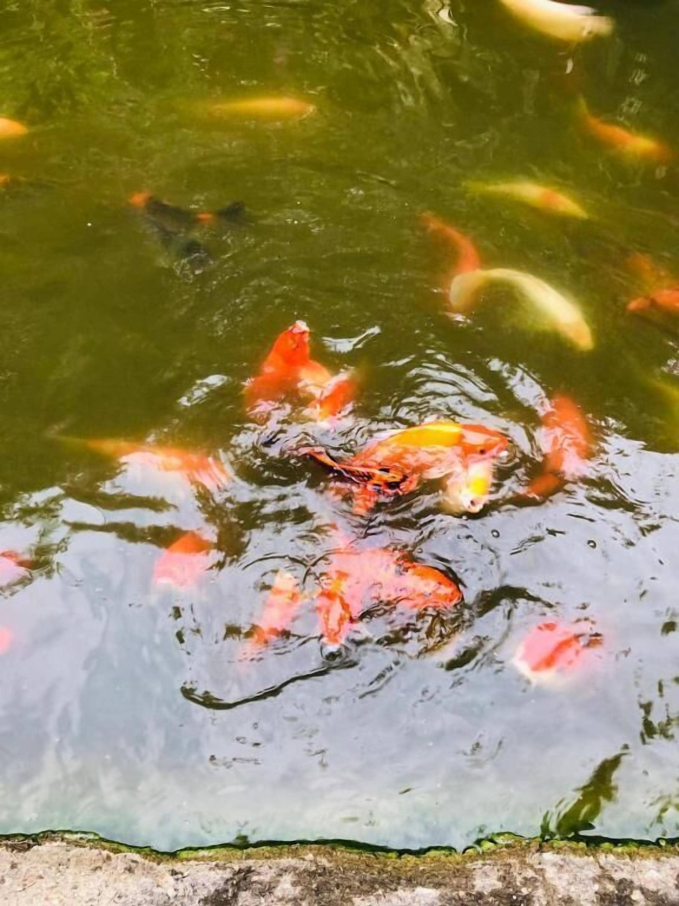 A pond with koi fish swimming.