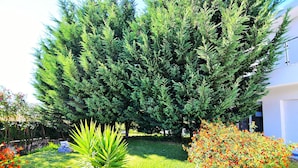 Un jardín bien cuidado con un gran árbol de coníferas, una planta de palmera y un arbusto floreciente.
