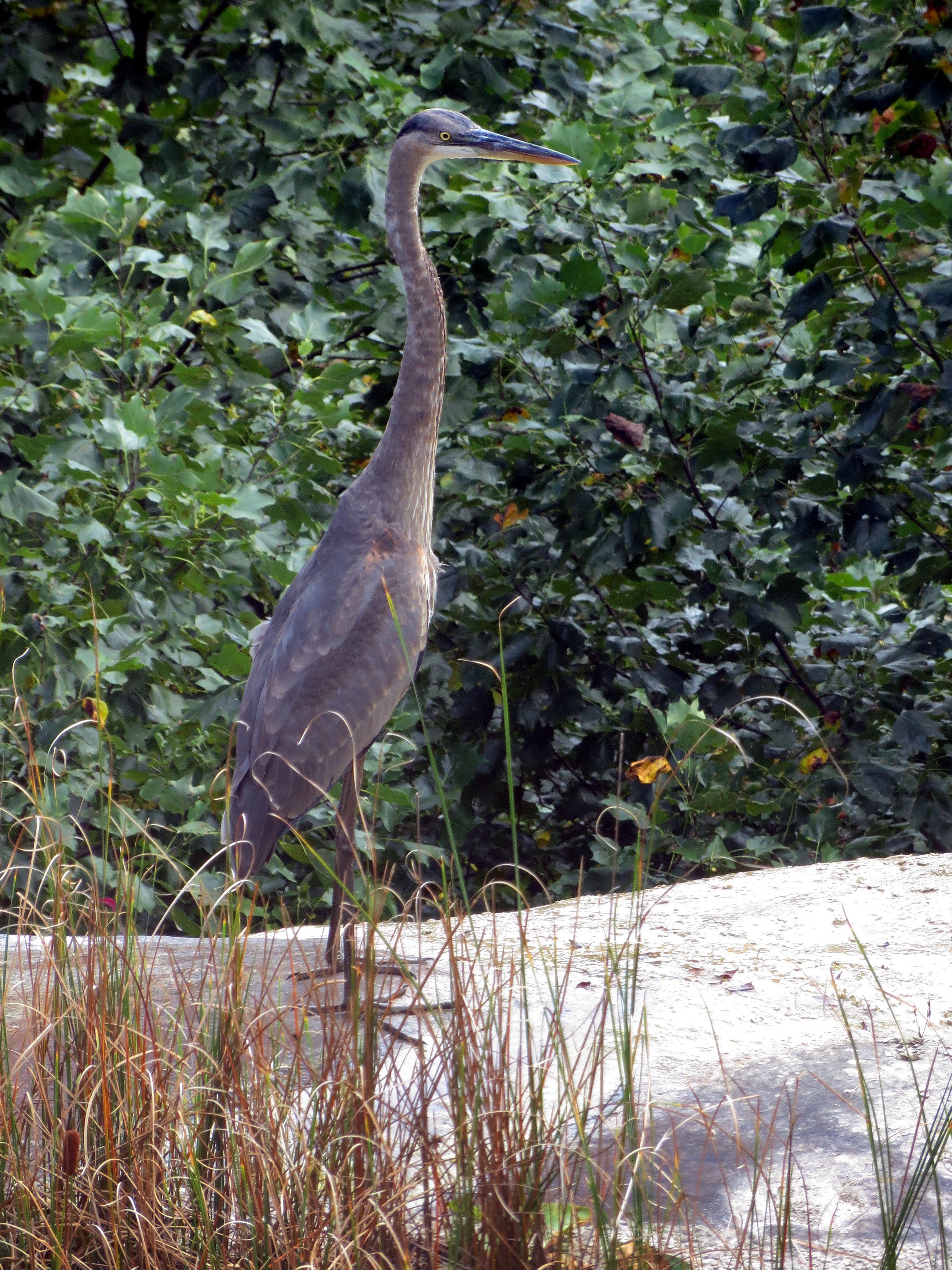 Una garza de pie en pasto alto, con un denso fondo de follaje verde.