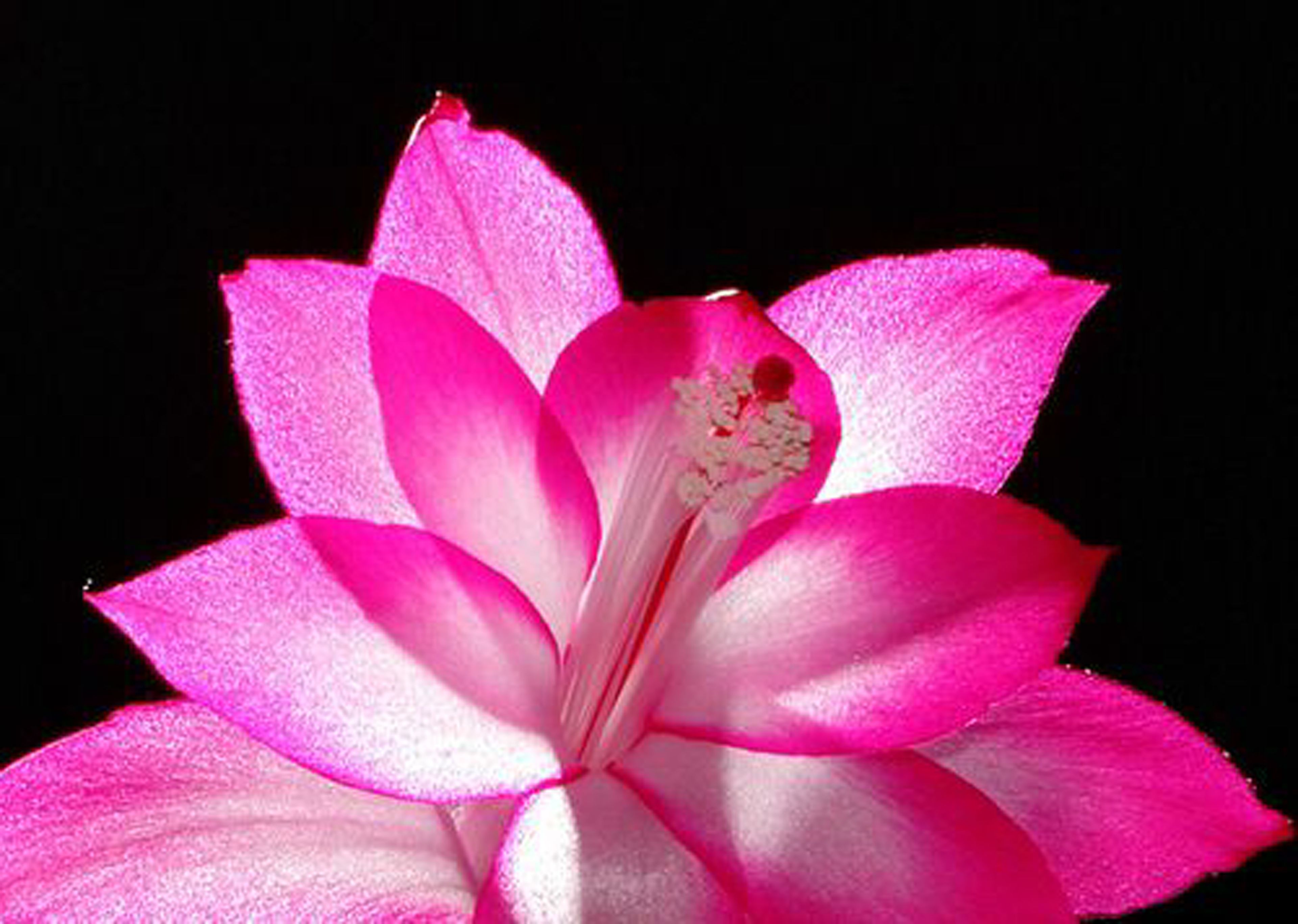 A single pink flower with visible stamens and petals against a black background.