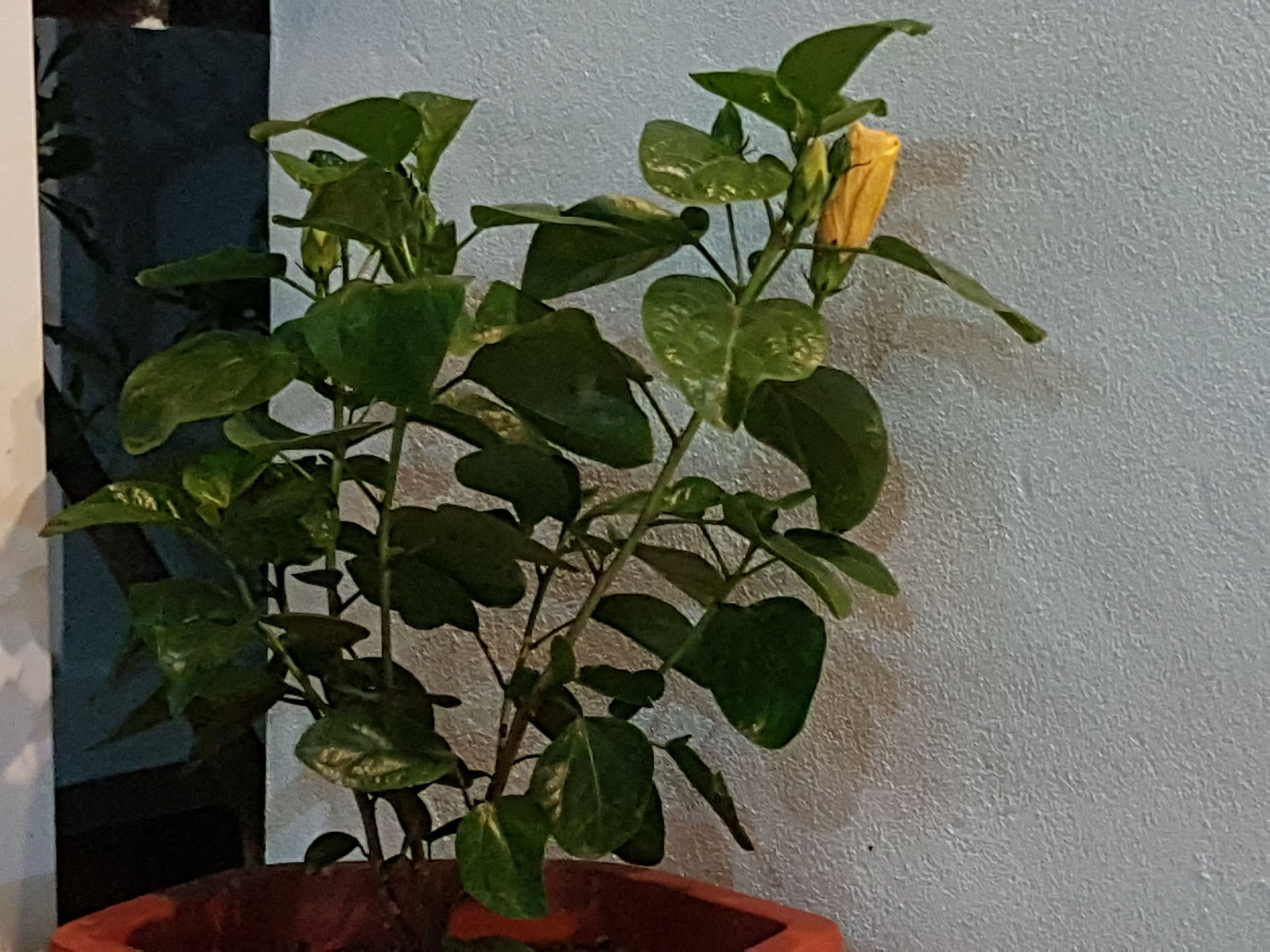 A potted plant with green leaves and a single yellow flower against a textured wall.