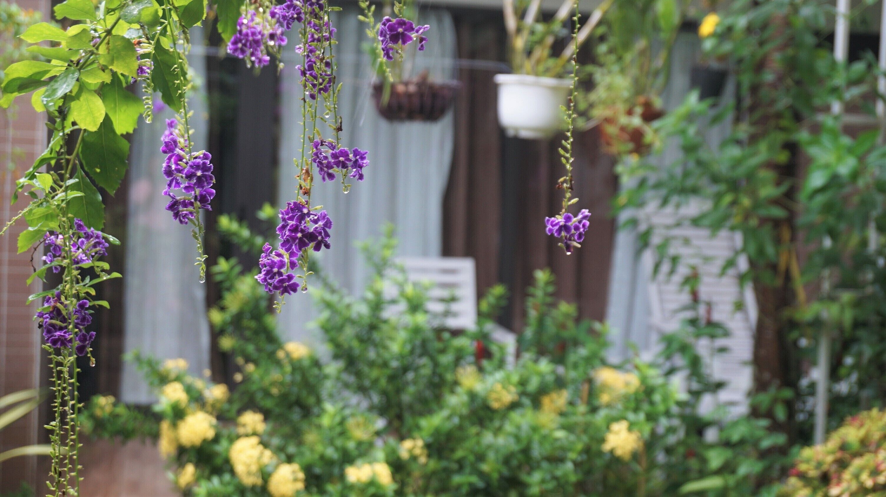 Een tuin met hangende paarse bloemen en gele bloei.