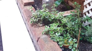 Un jardín con diversas plantas y flores, una cerca blanca de celosía y un mural en la pared.