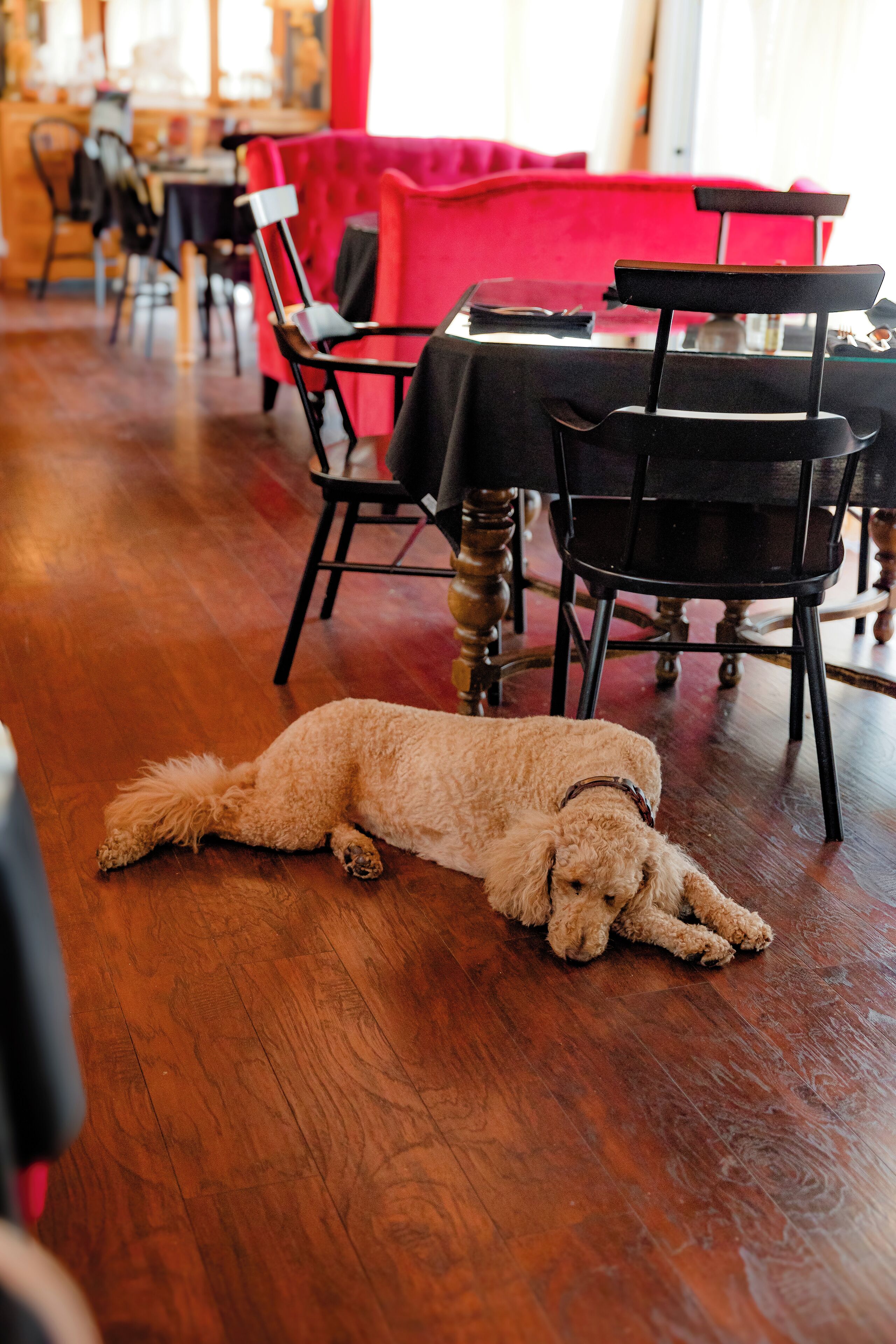 Un perro descansando sobre un piso de madera en una habitación con un sofá rojo y sillas negras.
