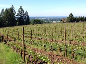 Winery - Vineyard View Inn (Newberg)