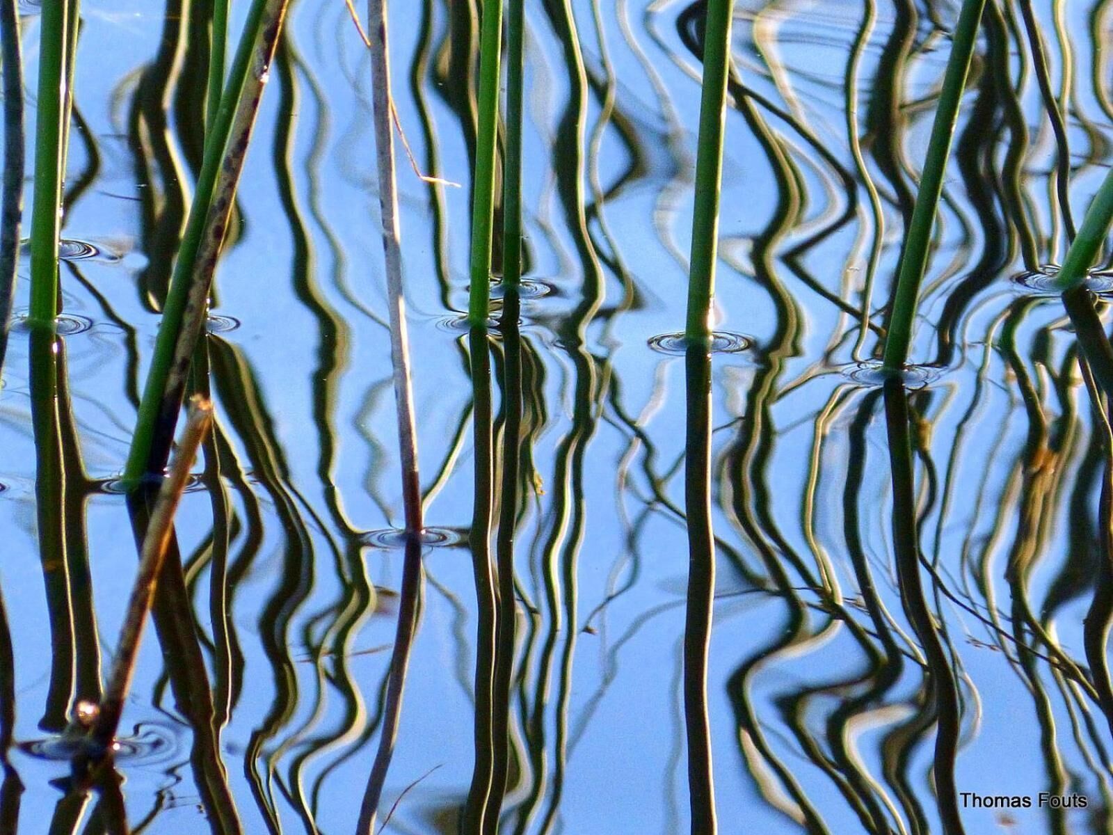 Primer plano de agua con reflejos de tallos de plantas verdes.