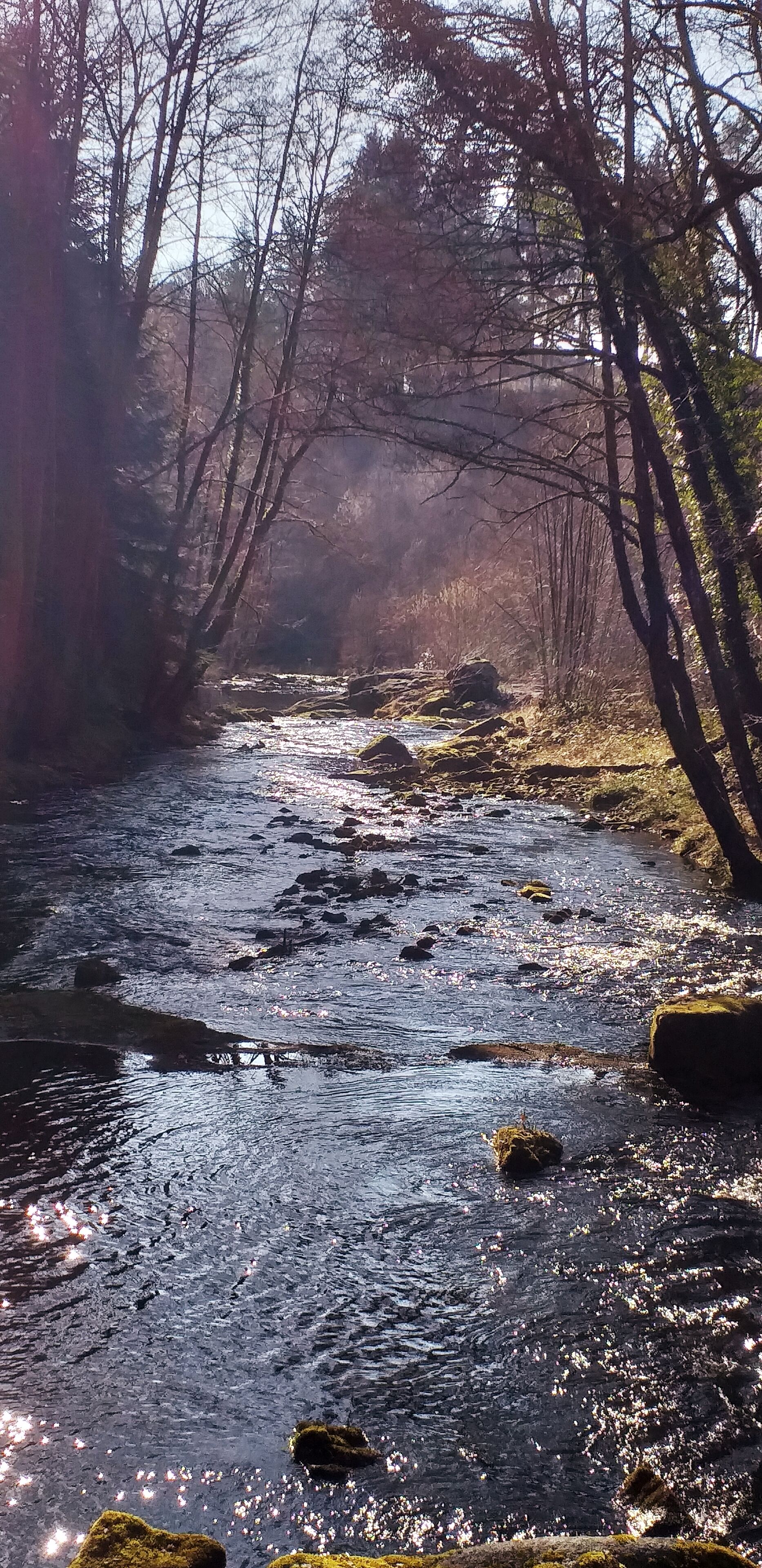 Ein Fluss fließt durch einen Wald mit Felsen und moosbewachsenen Steinen.