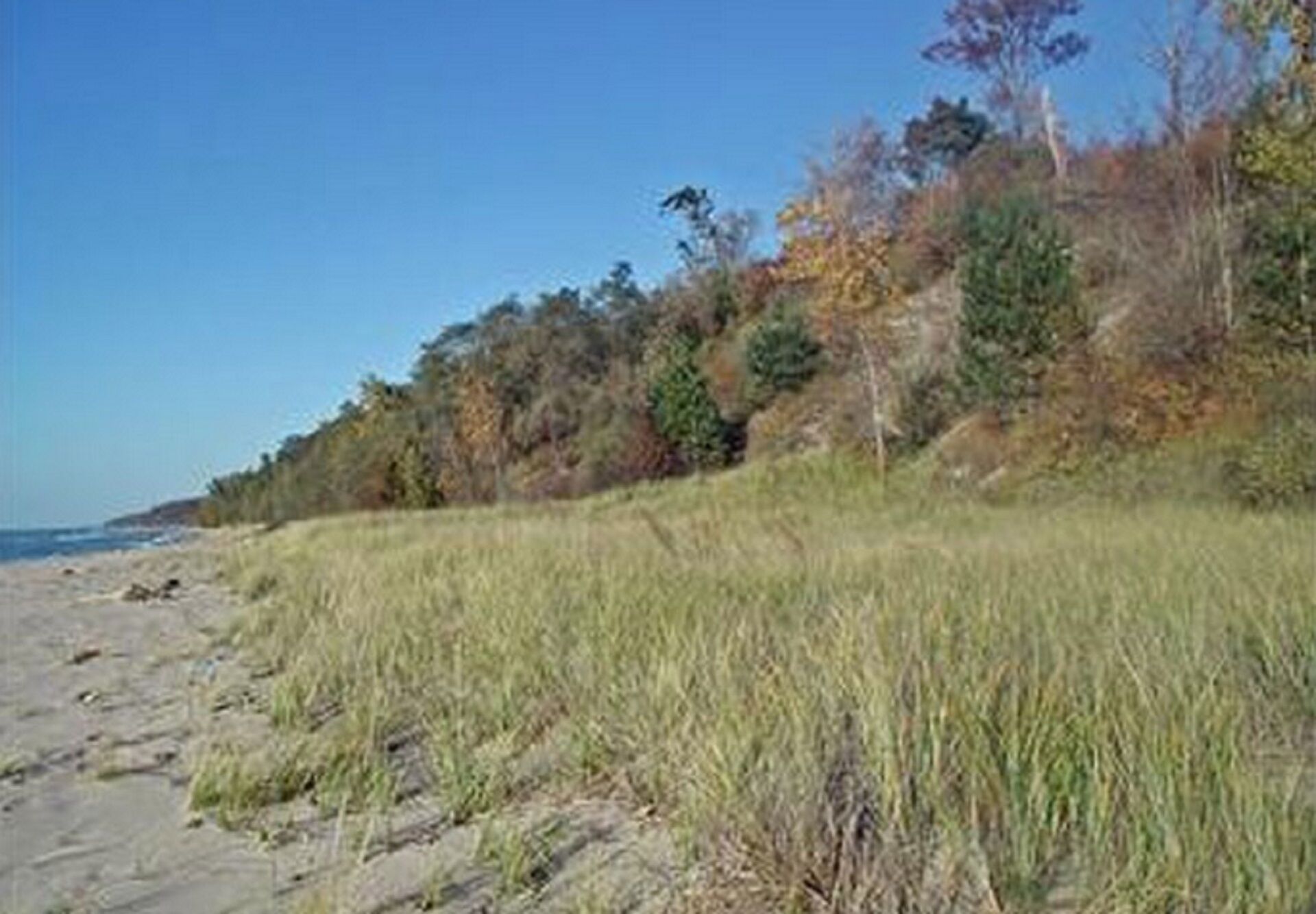 A beach with grassy dunes and trees in the background.