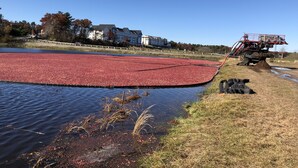 A cranberry processing facility with a large red cranberry bed in a water-filled area, a truck, and a dog on the grass. - Mulberry Bed & Breakfast (Wareham)