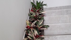 Escala