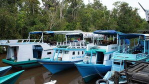 A row of boats docked at a pier with a forested background. - Houseboat Bee Kelotok (Kumai)