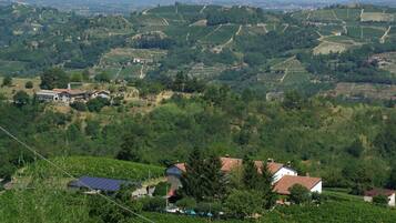 A vineyard landscape with terraced fields and scattered houses.
