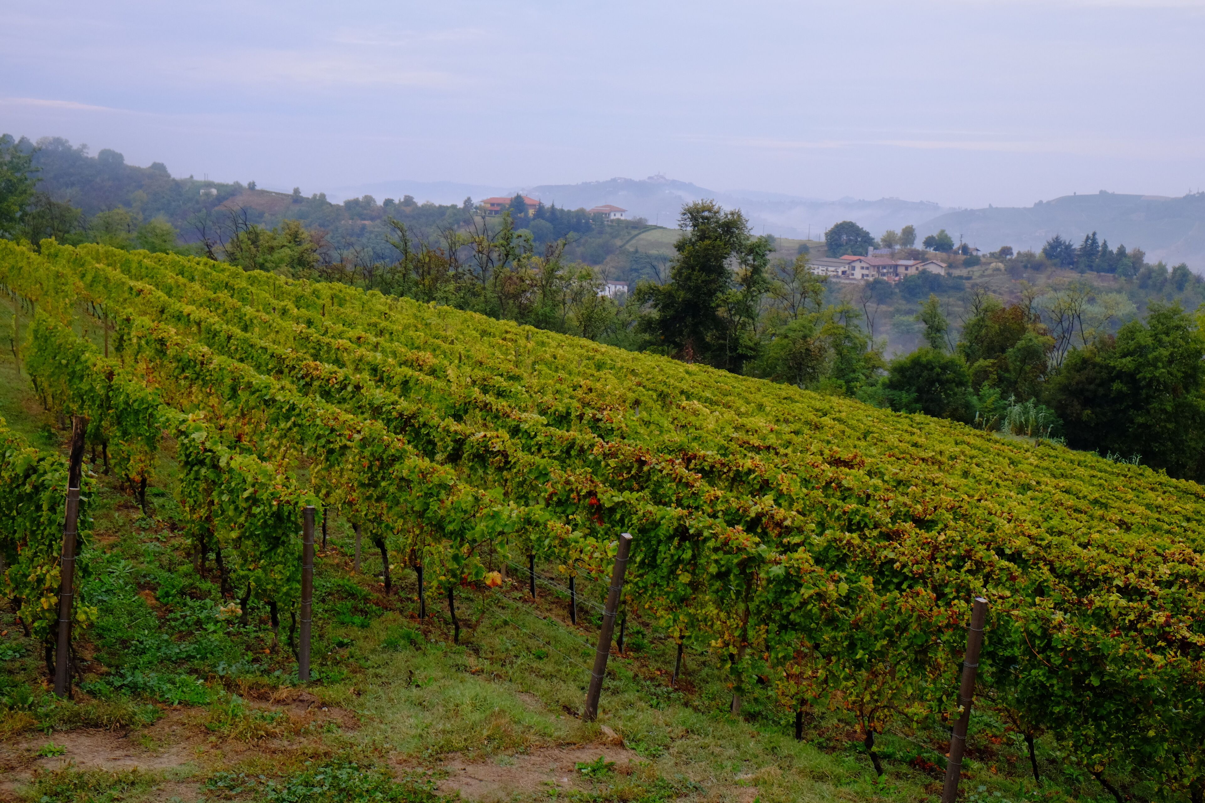 A vineyard with rows of grapevines.