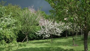 Een tuin met verschillende bomen, waaronder een opvallende bloeiende boom met witte bloemen.