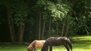 Dois cavalos pastando num campo gramado, com árvores ao fundo.