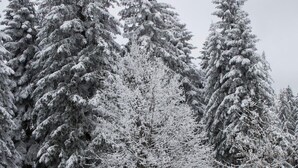 Paisaje nevado con cerca de madera y bancos.