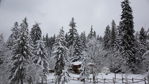 Un bosque cubierto de nieve con una cabaña y una valla de madera.