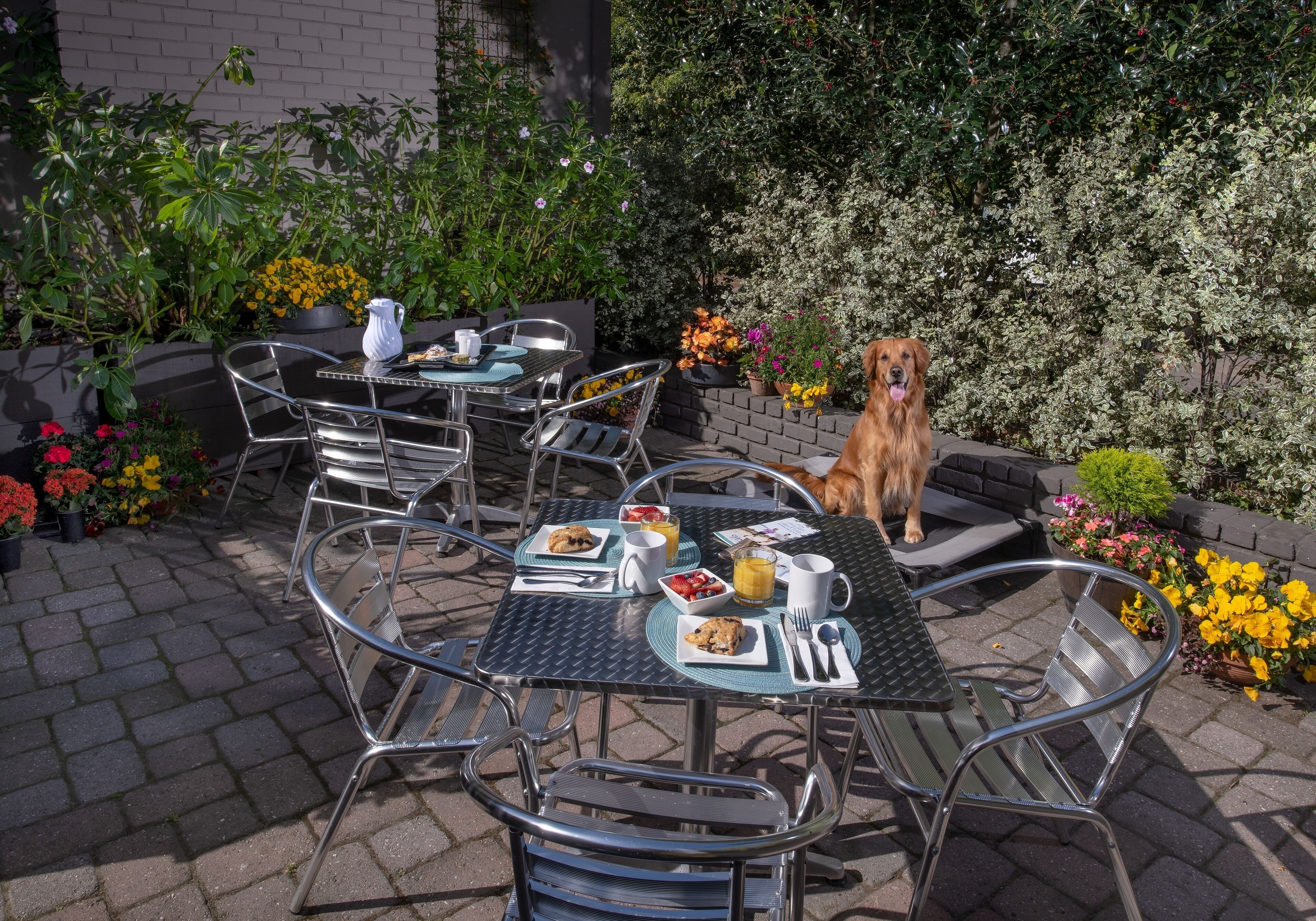 Un patio con mesas y sillas de metal, un perro, y una variedad de plantas y flores en macetas.