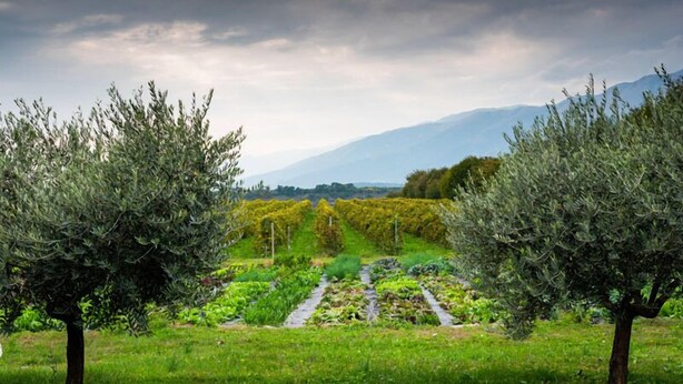 A vineyard with rows of grapevines and two olive trees in the foreground.