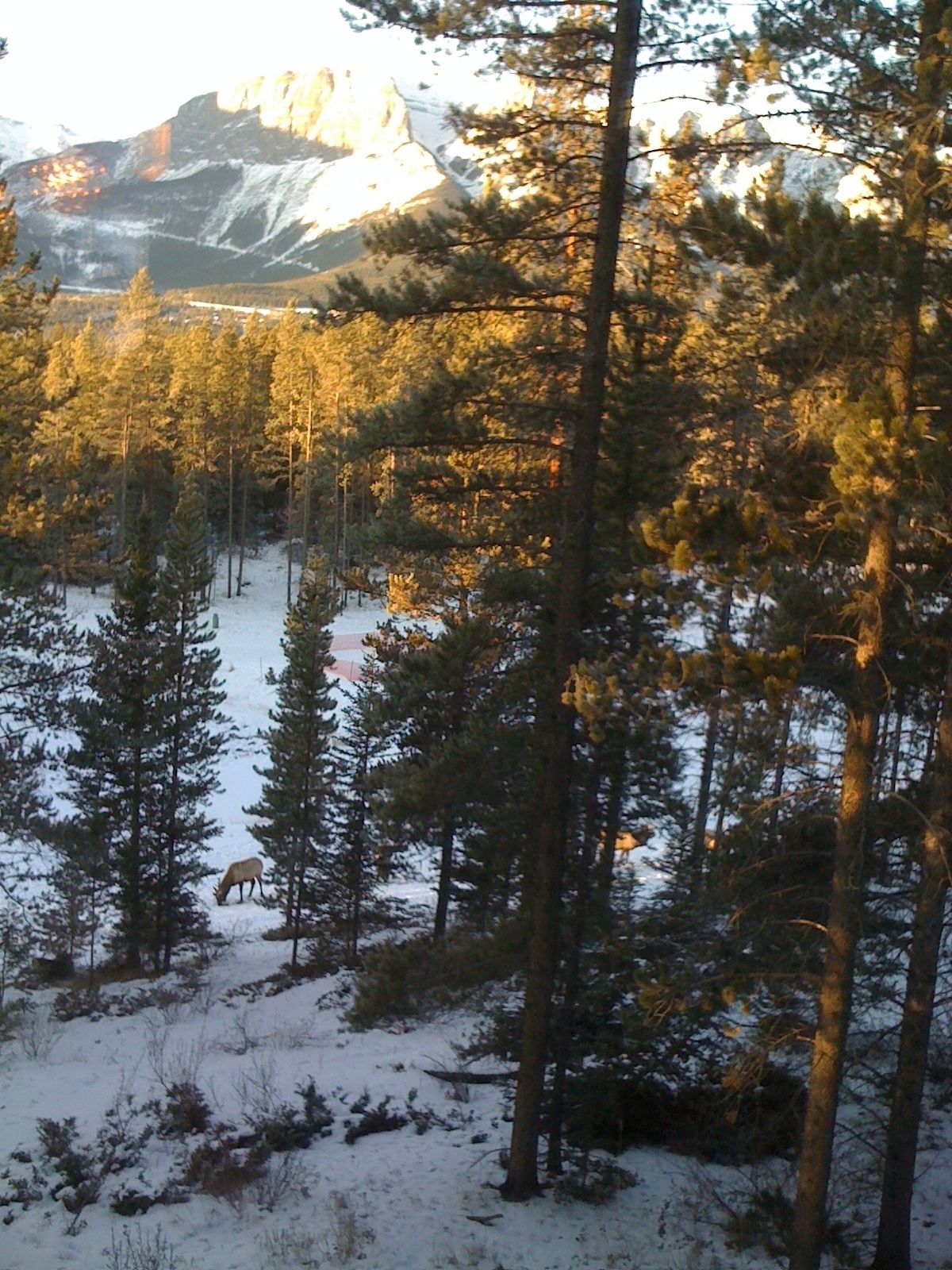 Un bosque nevado con una montaña al fondo.
