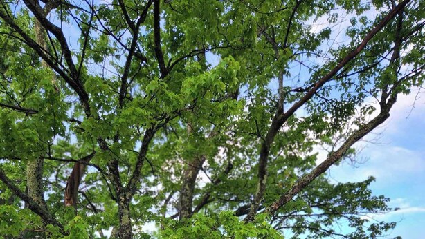 A large tree in front of a house with a sign that reads "Applesauce Inn Bed & Breakfast". - Applesauce Inn B&B (Bellaire)