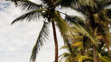 Una playa con palmeras, sombrillas rojas y sillas blancas.