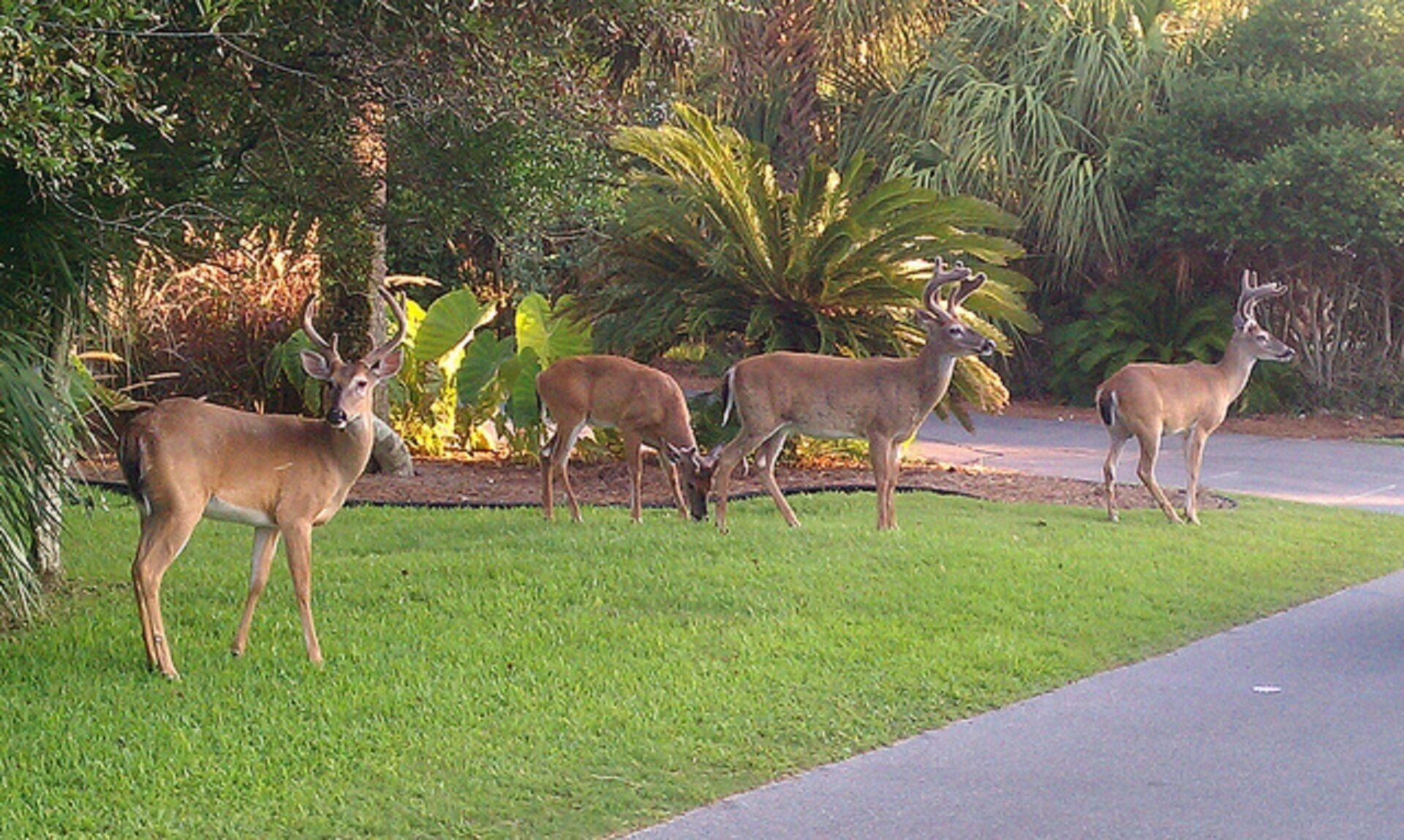 Four deer in a grassy area beside a road, surrounded by lush greenery and palm trees.