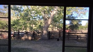 Vista attraverso una finestra su uno spazio esterno recintato con alberi e una struttura in legno.