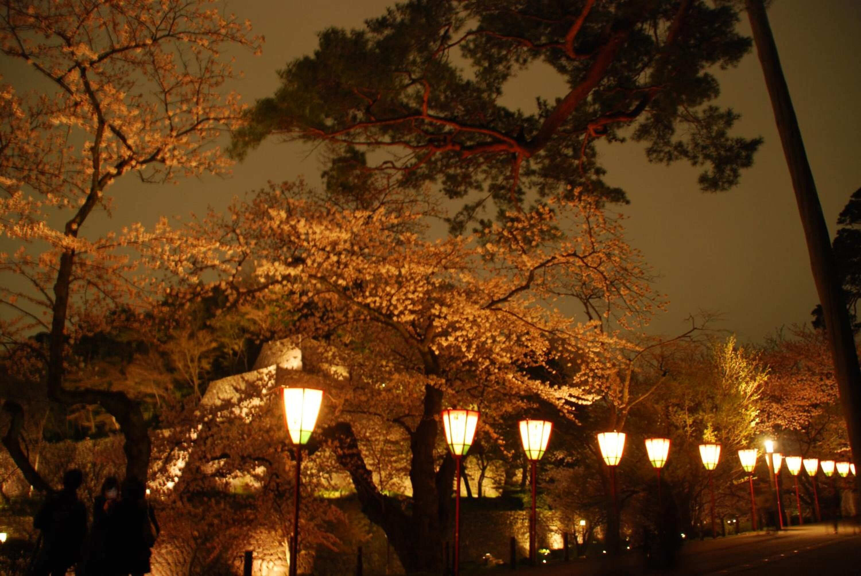 Una escena nocturna en la calle con farolas iluminadas y árboles de cerezo.