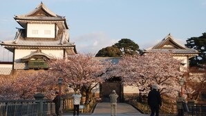 En traditionell japansk port med körsbärsblommor i förgrunden.
