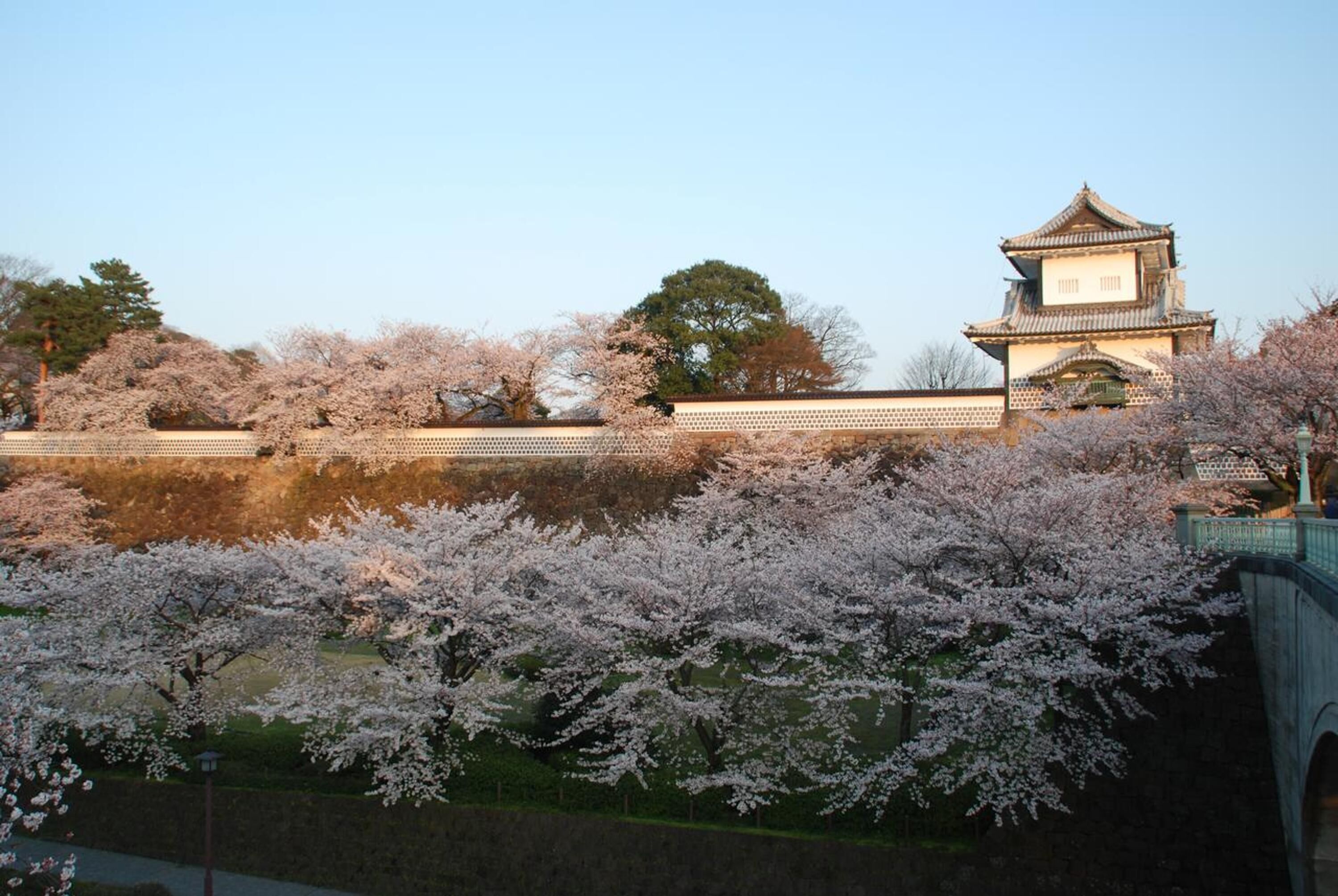 Eine traditionelle japanische Burg mit einem markanten Turm, umgeben von Kirschbäumen.