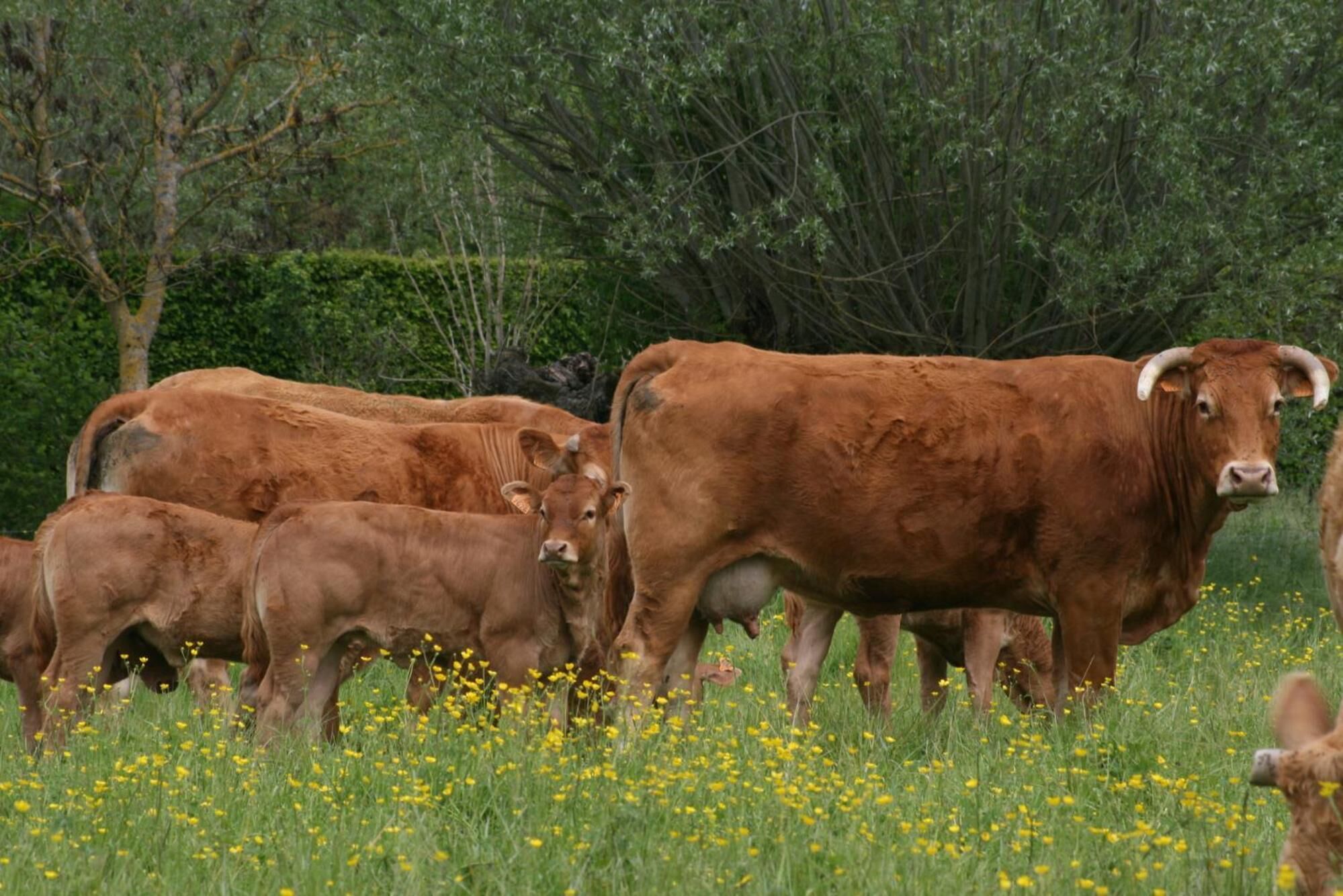 A group of cows in a field with yellow flowers and green trees in the background.