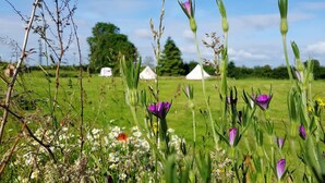 A field with tents and wildflowers. - Glamping Thorpe (Banbury)