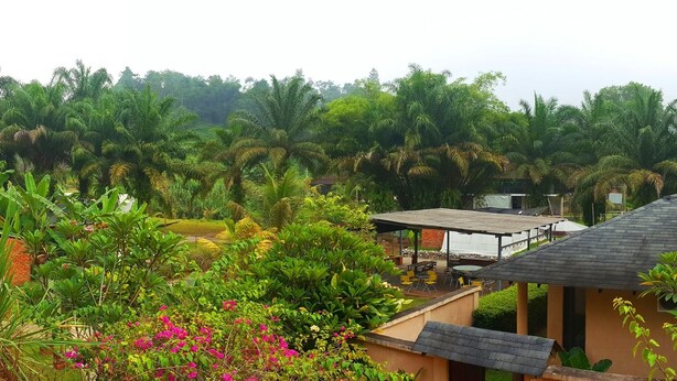 Un resort tropical con varias construcciones tipo bungalow rodeado de exuberante vegetación y palmeras.