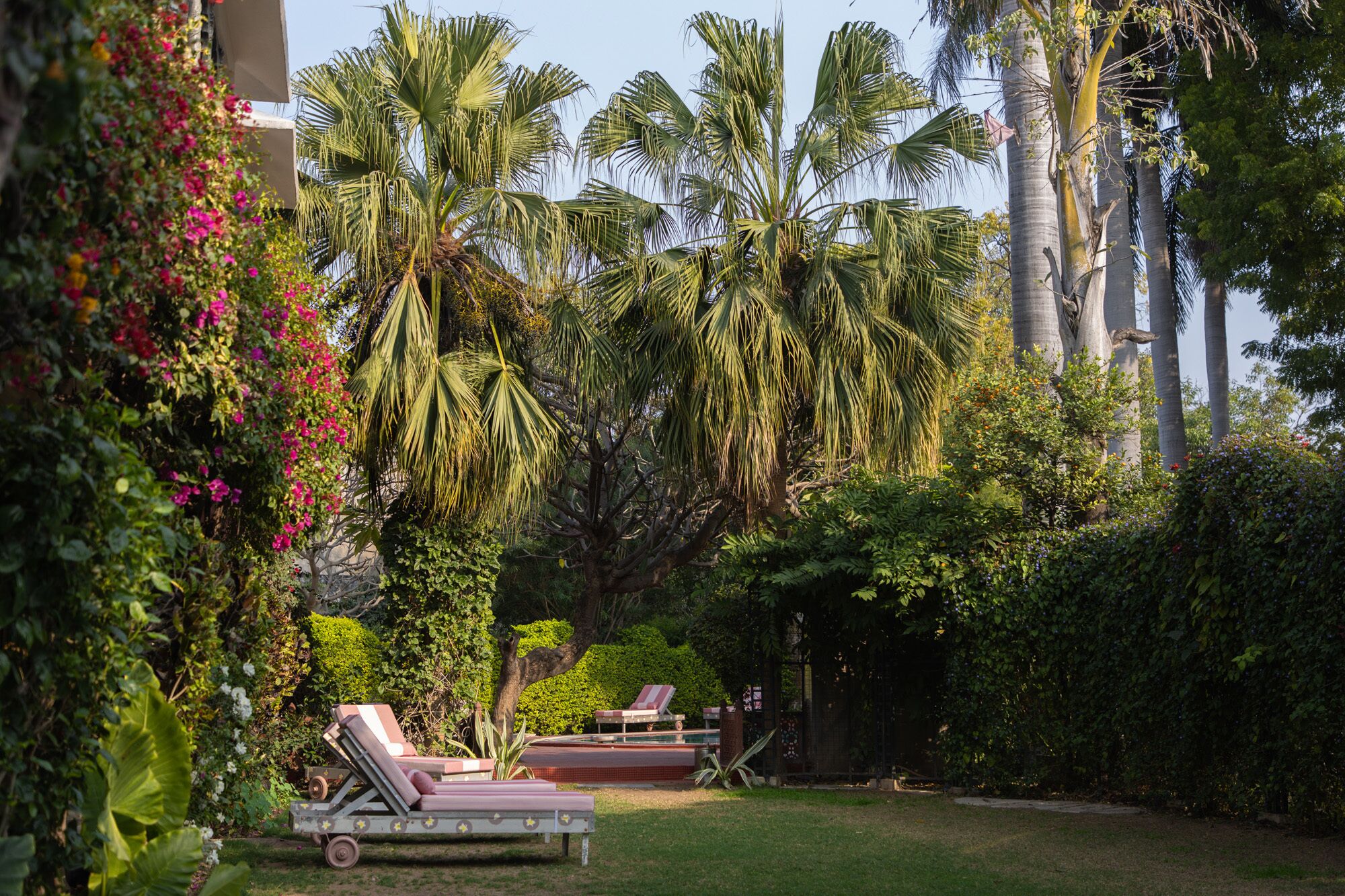 A garden with palm trees, a pool, and lounge chairs.