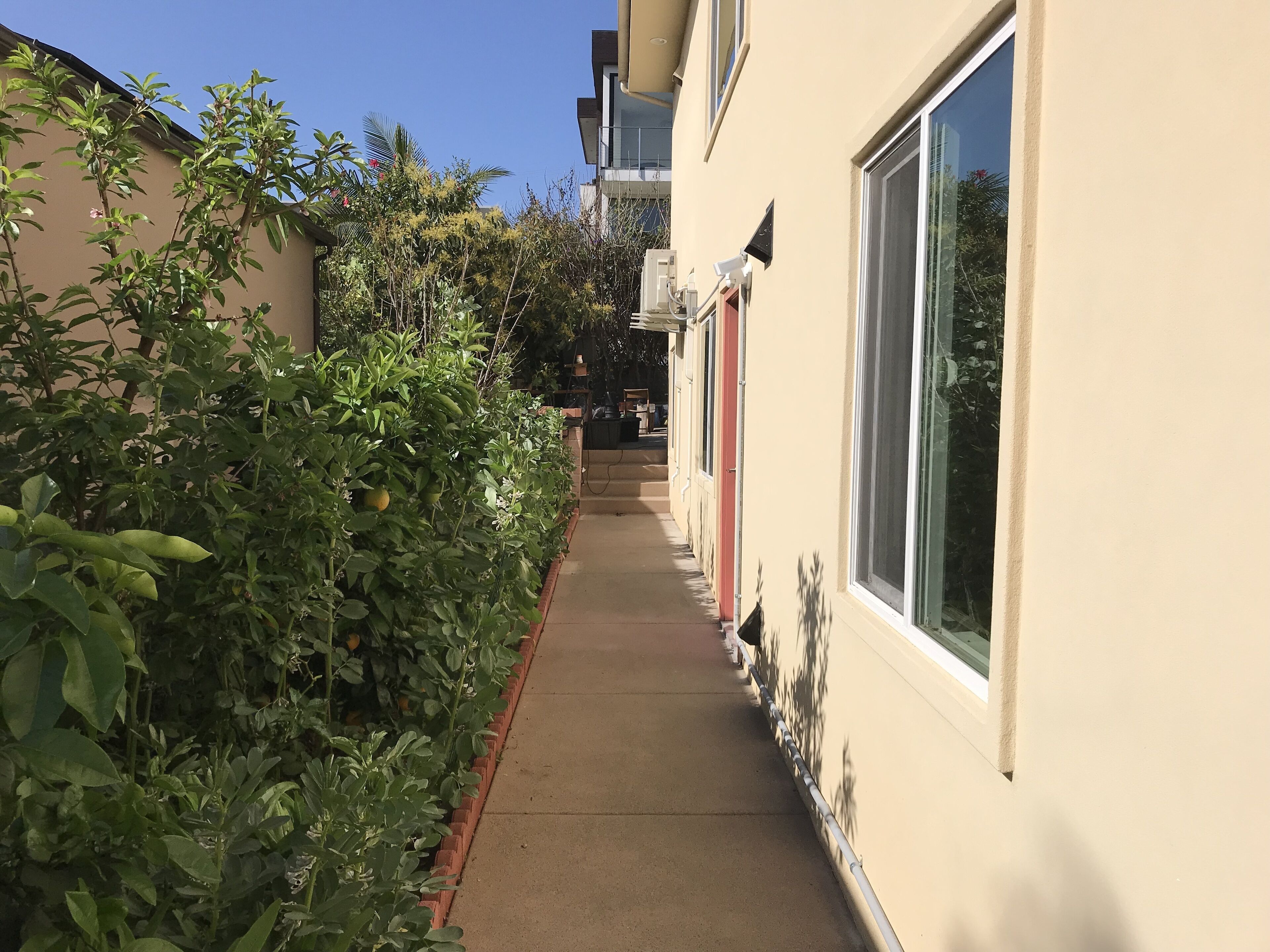 A narrow concrete pathway flanked by dense green foliage and a beige building with large windows and a security camera.