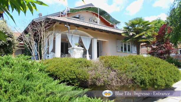 Exterior - BLUE TITS (Borgomanero)