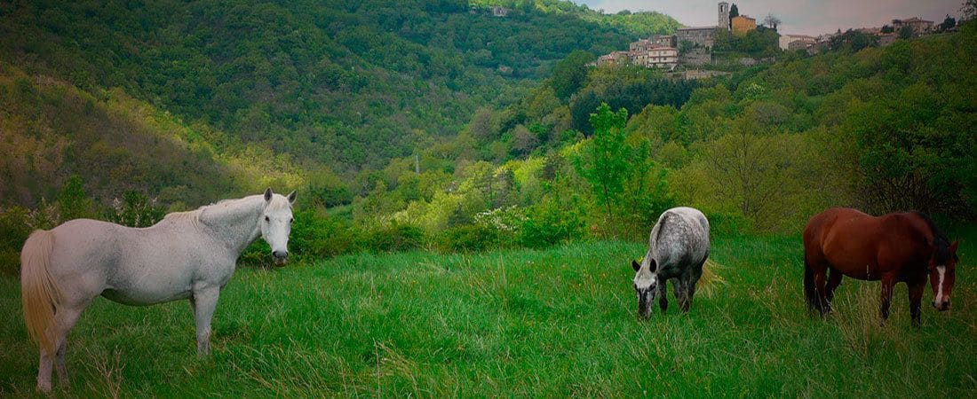 A white horse, a grey horse, and a brown horse grazing in a grassy field with a mountainous backdrop and a building in the distance.