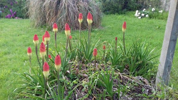 Un jardín con plantas altas, flores rojas y amarillas, rodeado de césped verde y otra vegetación.