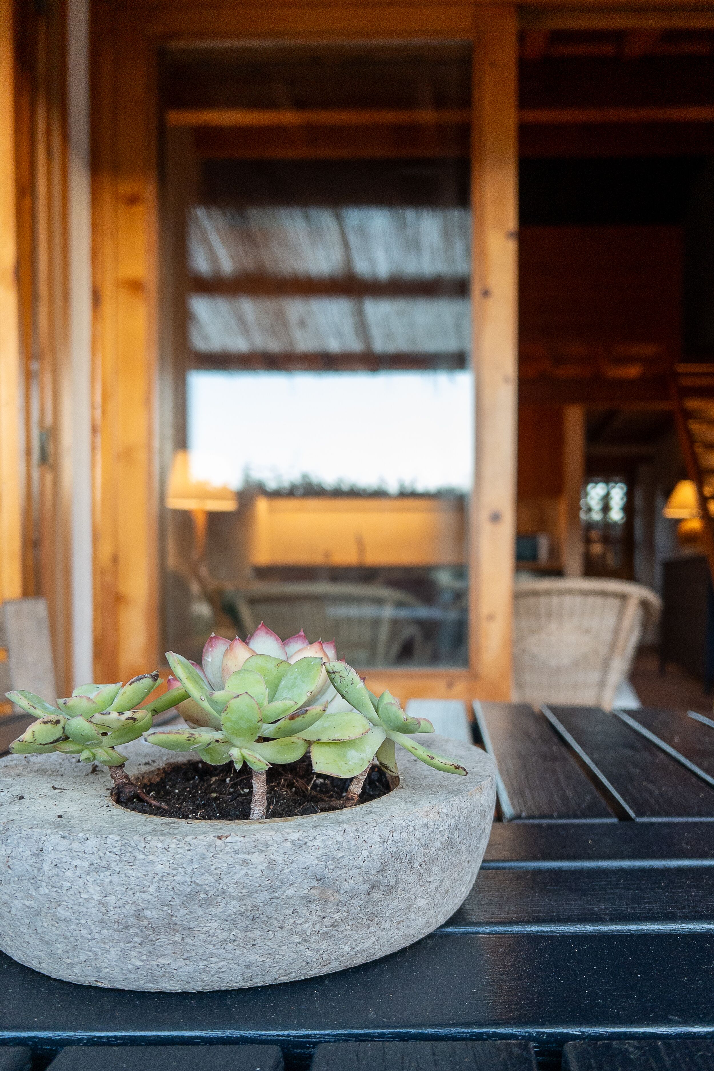 Une plante succulente dans un pot en pierre, posée sur une table en bois.