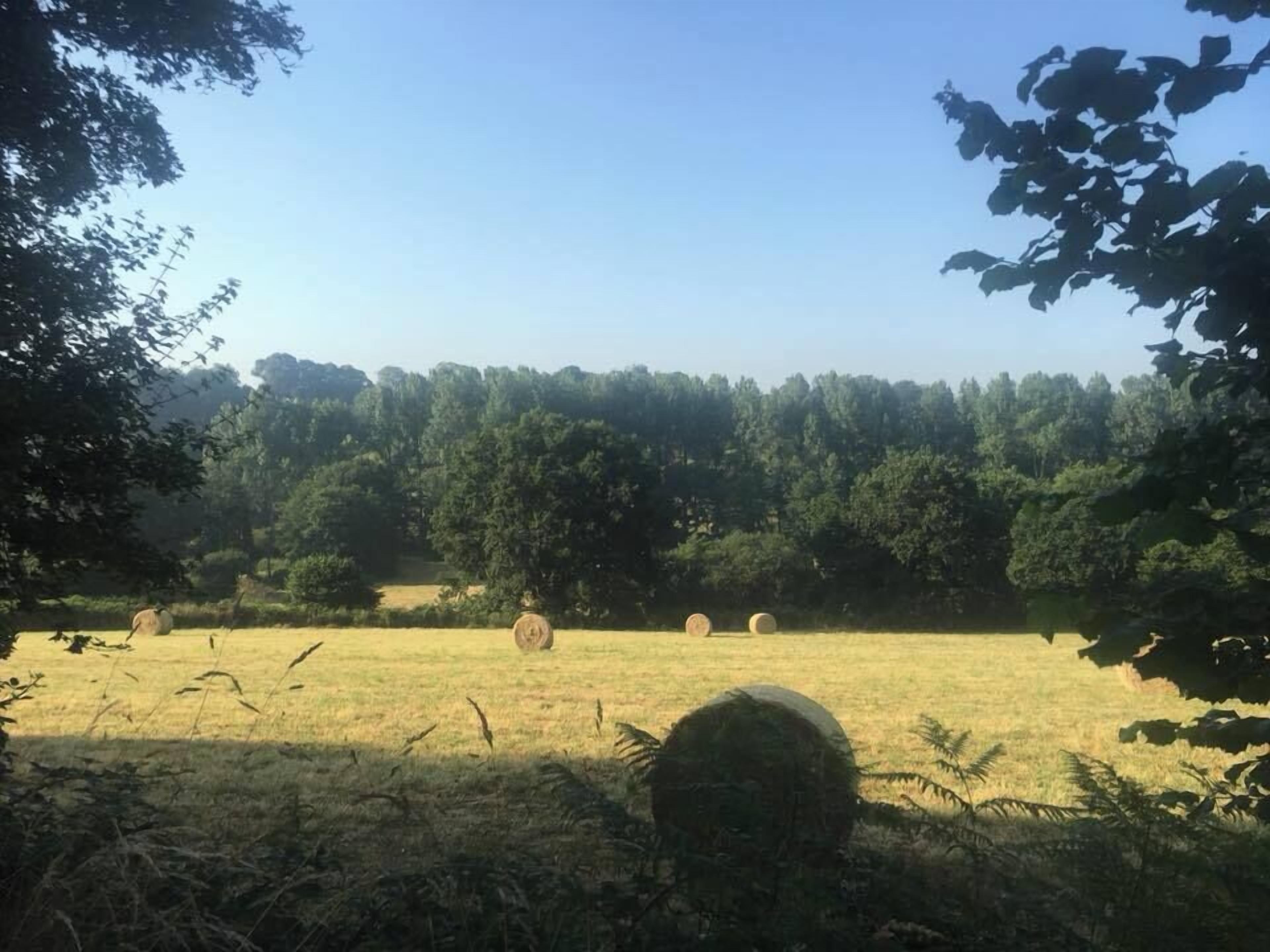 A rural landscape with hay bales scattered across a field, surrounded by trees and vegetation.