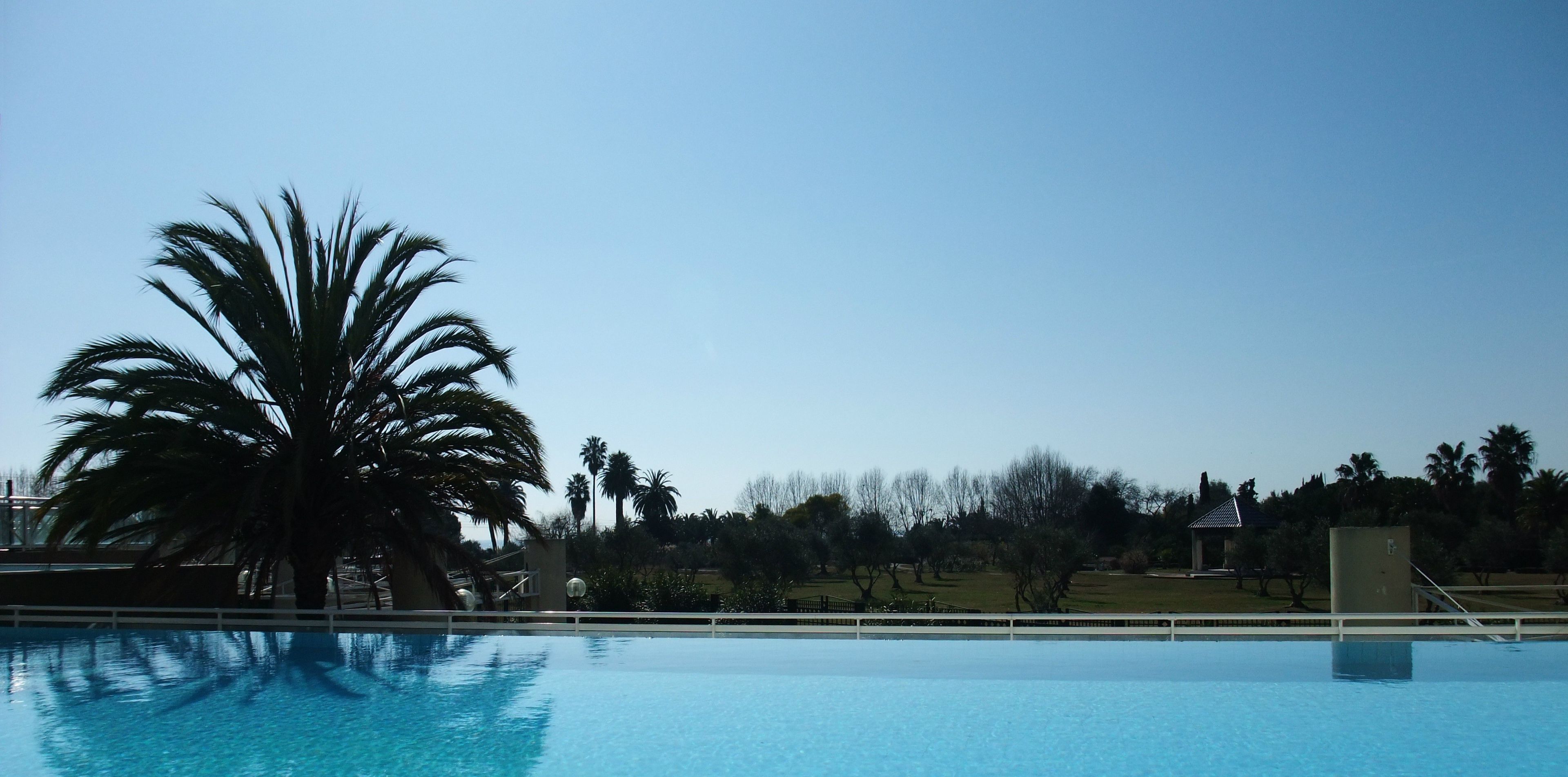 A clear blue pool with a palm tree in the foreground and a clear sky in the background.