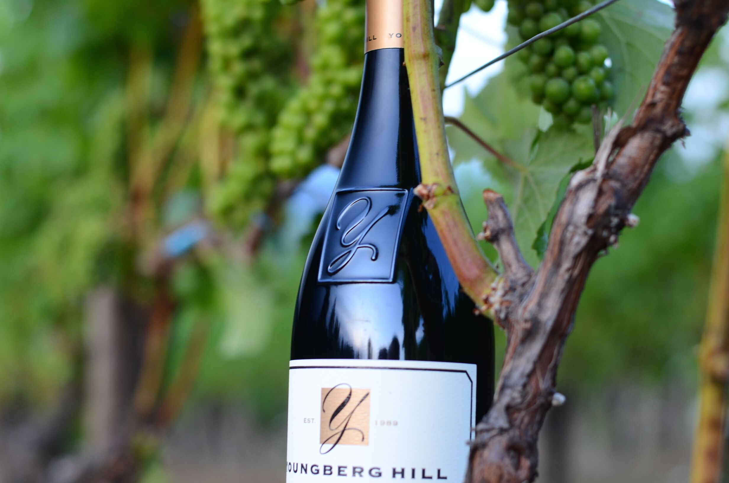 A wine bottle with a label that reads "Youngberg Hill" and a logo.