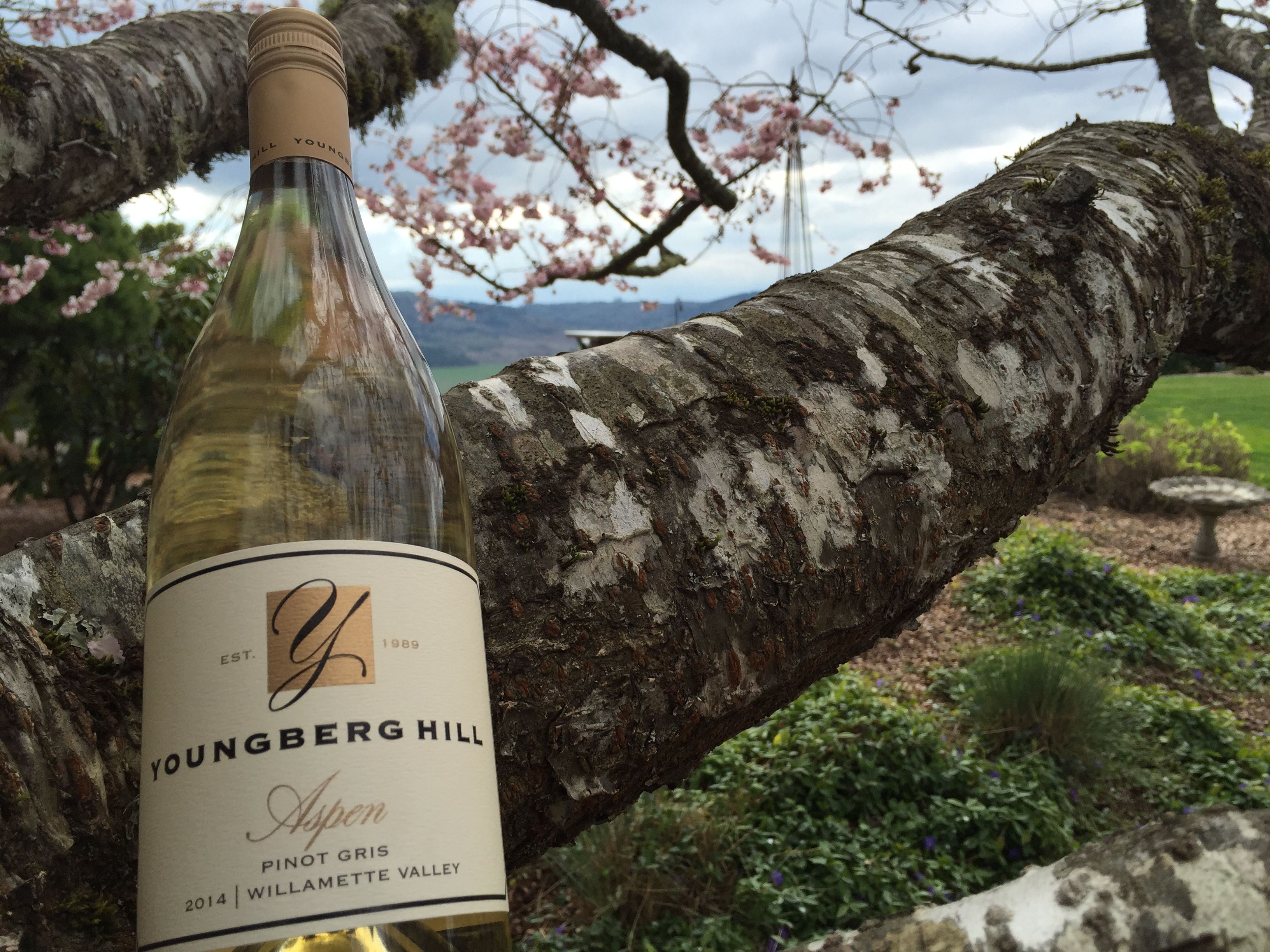 Una botella de vino Pinot Gris de Youngberg Hill con etiqueta que indica que es de 2014, colocada sobre una rama de árbol.