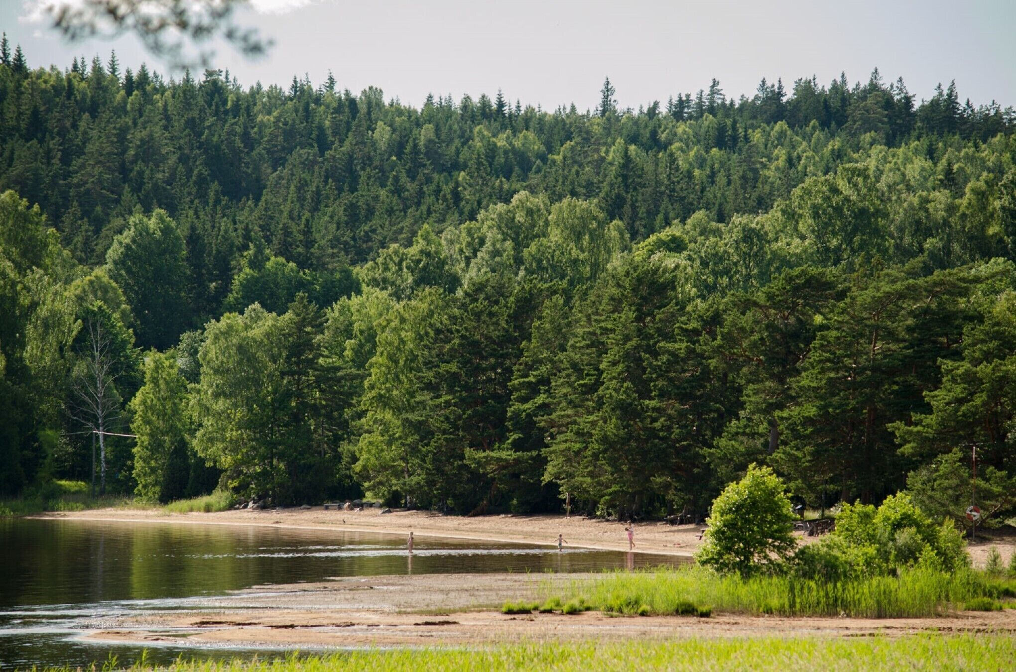 Un paisaje natural con un río, bosque denso y una zona de playa arenosa.