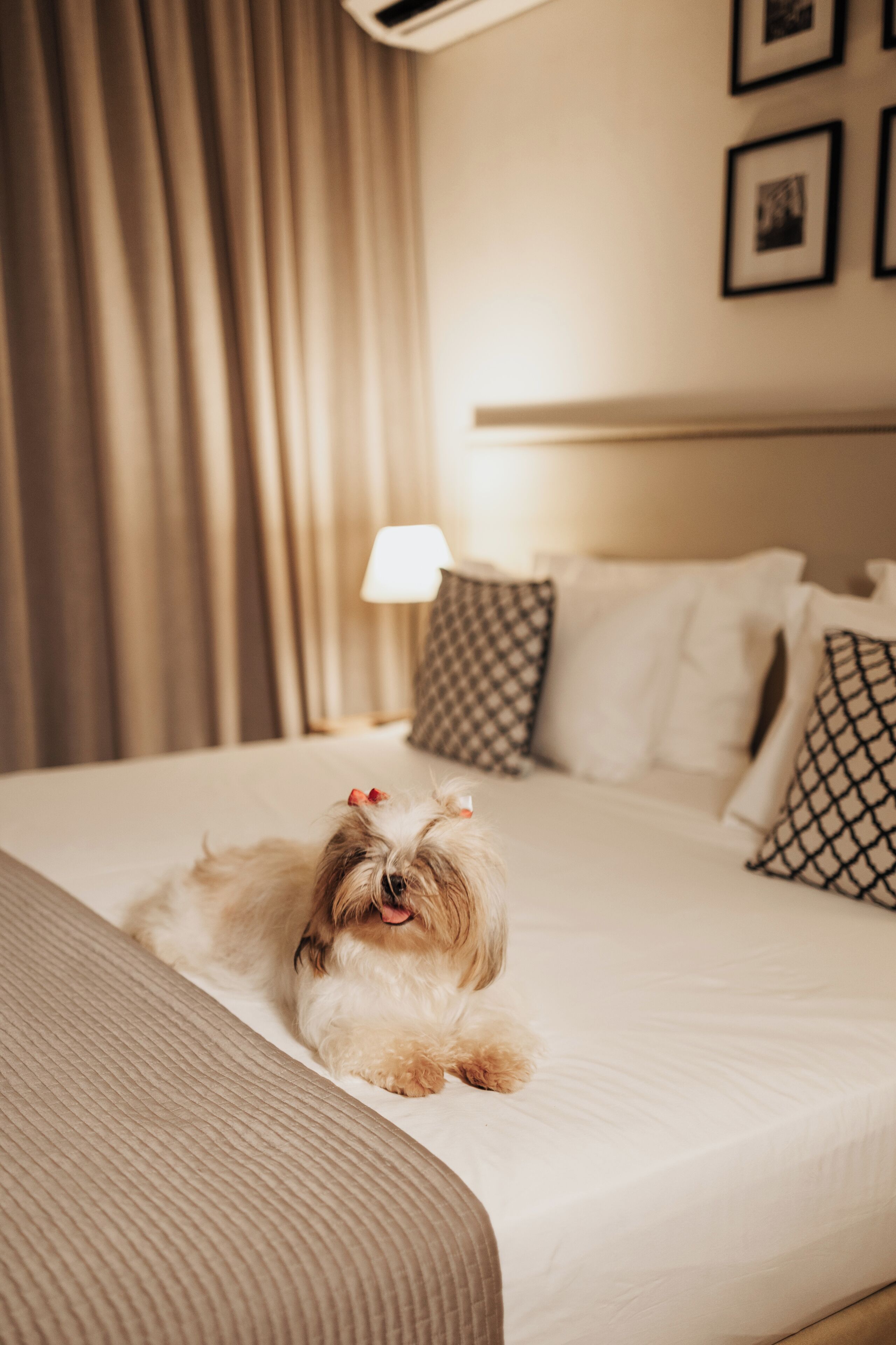 A bed with a dog lying on it, a lamp, and a wall with framed pictures.