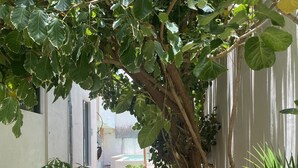 Uma trilha estreita ladeada por vegetação exuberante e um edifício com fachada branca.