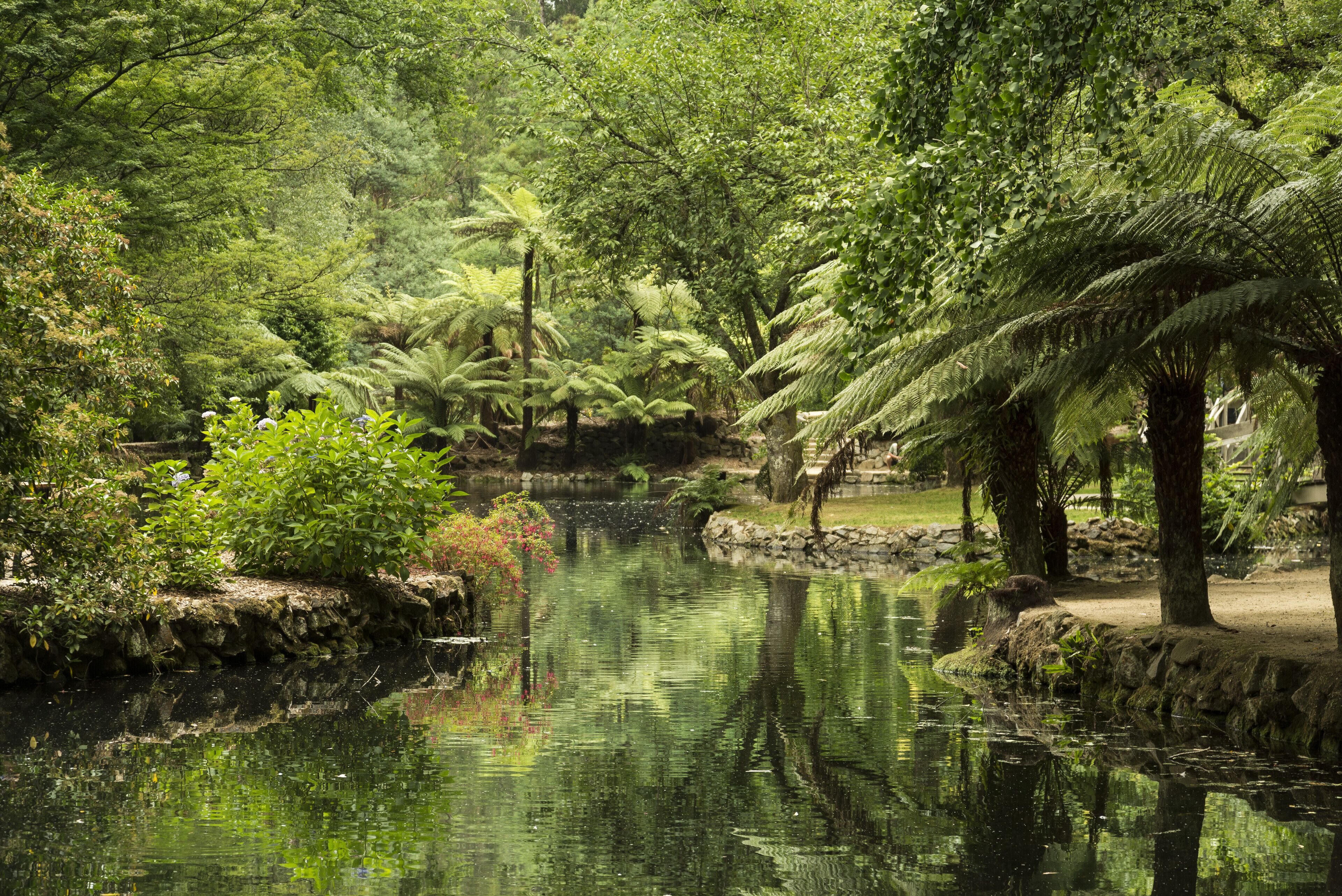 A serene pond surrounded by lush greenery and trees.